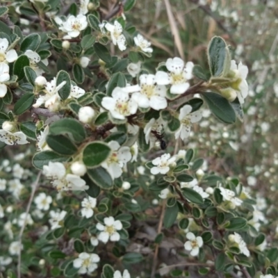 Cotoneaster rotundifolius (A Cotoneaster) at Jerrabomberra, ACT - 2 Nov 2018 by Mike