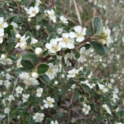 Cotoneaster rotundifolius (A Cotoneaster) at Isaacs Ridge - 1 Nov 2018 by Mike