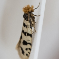 Iphierga sp. (genus) (A case moth) at Michelago, NSW - 1 Nov 2018 by Illilanga