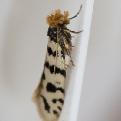 Iphierga sp. (genus) (A case moth) at Illilanga & Baroona - 31 Oct 2018 by Illilanga