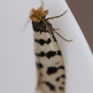 Iphierga sp. (genus) at Michelago, NSW - 1 Nov 2018