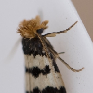 Iphierga sp. (genus) at Michelago, NSW - 1 Nov 2018