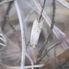 Oxythecta acceptella (Scat Moth) at Illilanga & Baroona - 13 Oct 2018 by Illilanga