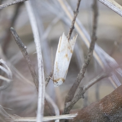 Oxythecta acceptella (Scat Moth) at Michelago, NSW - 13 Oct 2018 by Illilanga