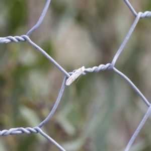 Oxythecta acceptella at Michelago, NSW - 13 Oct 2018