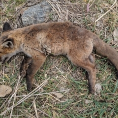 Vulpes vulpes (Red Fox) at Deakin, ACT - 2 Nov 2018 by JackyF