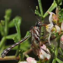 Pseudofoenus sp. (genus) (Unidentified bee-parasite wasp, burrowing bee parasite wasp) at ANBG - 31 Oct 2018 by TimL