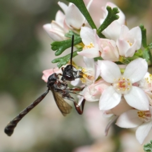 Pseudofoenus sp. (genus) at Acton, ACT - 31 Oct 2018