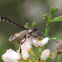 Pseudofoenus sp. (genus) at Acton, ACT - 31 Oct 2018