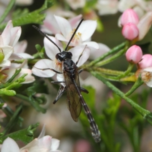 Pseudofoenus sp. (genus) at Acton, ACT - 31 Oct 2018 11:47 AM