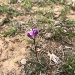 Glycine tabacina (Variable Glycine) at Mulligans Flat - 2 Nov 2018 by JasonC