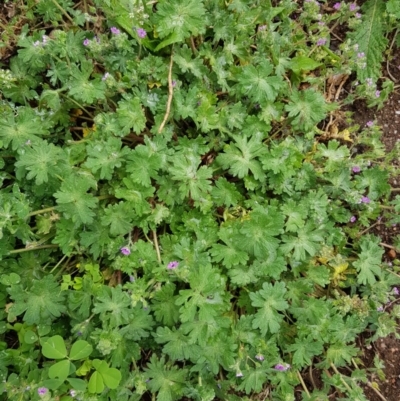 Geranium solanderi (Native Geranium) at Black Flat at Corrowong - 17 Oct 2018 by BlackFlat