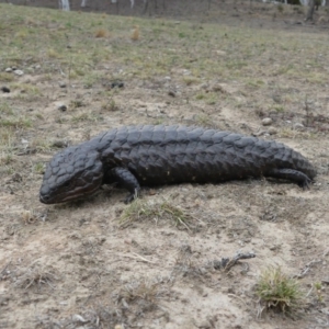 Tiliqua rugosa at Majura, ACT - 2 Nov 2018