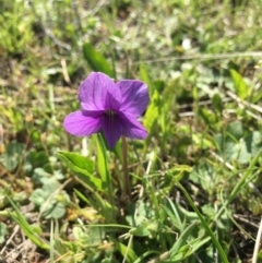 Viola betonicifolia (Mountain Violet) at Black Flat at Corrowong - 25 Oct 2018 by BlackFlat