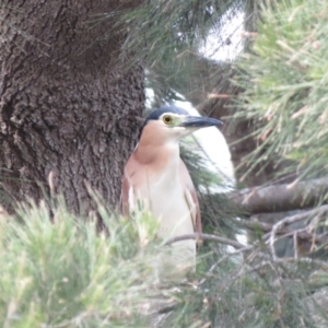 Nycticorax caledonicus at Giralang, ACT - 23 Oct 2018