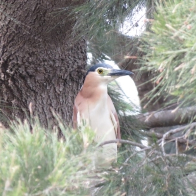 Nycticorax caledonicus (Nankeen Night-Heron) at Giralang, ACT - 23 Oct 2018 by KumikoCallaway