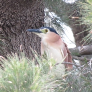 Nycticorax caledonicus at Giralang, ACT - 23 Oct 2018 11:40 AM