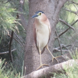 Nycticorax caledonicus at Giralang, ACT - 23 Oct 2018