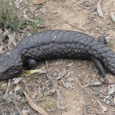 Tiliqua rugosa (Shingleback Lizard) at Mount Ainslie - 2 Nov 2018 by WalterEgo