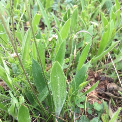 Plantago sp. (Plantain) at Black Flat at Corrowong - 6 Nov 2018 by BlackFlat