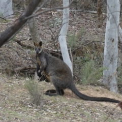 Wallabia bicolor (Swamp Wallaby) at Majura, ACT - 2 Nov 2018 by WalterEgo