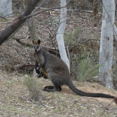 Wallabia bicolor (Swamp Wallaby) at Mount Ainslie - 2 Nov 2018 by WalterEgo