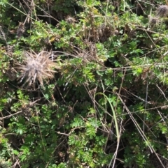 Acaena novae-zelandiae (Bidgee Widgee) at Black Flat at Corrowong - 25 Oct 2018 by BlackFlat