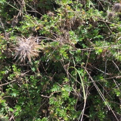 Acaena novae-zelandiae (Bidgee Widgee) at Corrowong, NSW - 25 Oct 2018 by BlackFlat