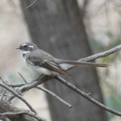 Rhipidura albiscapa (Grey Fantail) at Campbell, ACT - 2 Nov 2018 by WalterEgo
