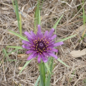 Tragopogon porrifolius subsp. porrifolius at Isaacs Ridge and Nearby - 2 Nov 2018