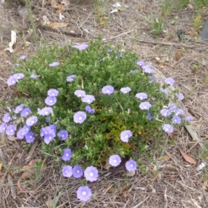 Convolvulus sabatius at Isaacs Ridge and Nearby - 2 Nov 2018 08:57 AM