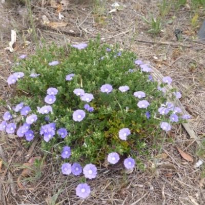 Convolvulus sabatius (Blue Rock Bindweed) at Isaacs Ridge and Nearby - 1 Nov 2018 by Mike