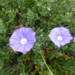 Convolvulus sabatius at Isaacs Ridge and Nearby - 2 Nov 2018 08:57 AM