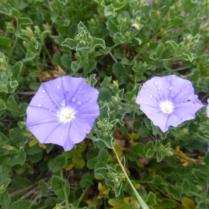 Convolvulus sabatius at Isaacs Ridge and Nearby - 2 Nov 2018 08:57 AM