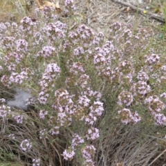 Thymus vulgaris (Garden Thyme) at Isaacs Ridge and Nearby - 1 Nov 2018 by Mike