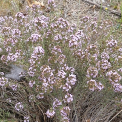 Thymus vulgaris (Garden Thyme) at Isaacs Ridge and Nearby - 2 Nov 2018 by Mike