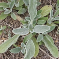 Stachys byzantina (Lambs Ears) at Isaacs Ridge - 1 Nov 2018 by Mike