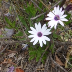 Dimorphotheca ecklonis (South African Daisy) at Isaacs Ridge and Nearby - 2 Nov 2018 by Mike