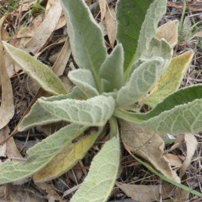 Verbascum thapsus subsp. thapsus (Great Mullein, Aaron's Rod) at Isaacs Ridge and Nearby - 2 Nov 2018 by Mike