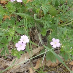 Geranium solanderi var. solanderi (Native Geranium) at Isaacs Ridge - 2 Nov 2018 by Mike
