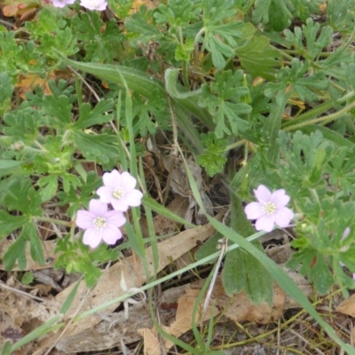Geranium solanderi var. solanderi (Native Geranium) at Isaacs Ridge - 2 Nov 2018 by Mike