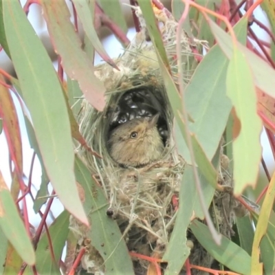 Smicrornis brevirostris (Weebill) at Wanniassa Hill - 22 Oct 2018 by KumikoCallaway