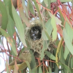 Smicrornis brevirostris at Fadden, ACT - 23 Oct 2018