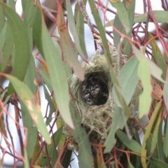 Smicrornis brevirostris at Fadden, ACT - 23 Oct 2018