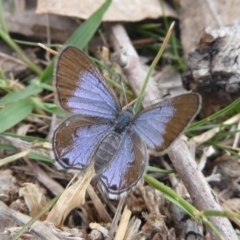 Acrodipsas myrmecophila (Small Ant-blue Butterfly) by Christine