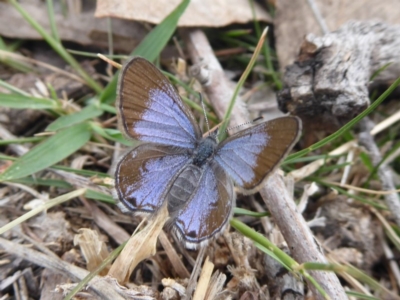 Acrodipsas myrmecophila (Small Ant-blue Butterfly) at Symonston, ACT - 1 Nov 2018 by Christine