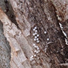 Acrodipsas myrmecophila at suppressed - 2 Nov 2018