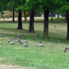 Chenonetta jubata (Australian Wood Duck) at Lake Tuggeranong - 2 Nov 2018 by RodDeb