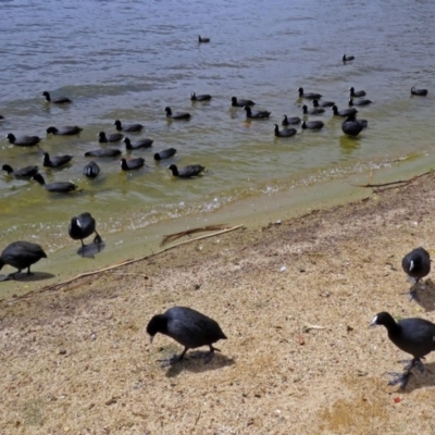 Fulica atra (Eurasian Coot) at Lake Tuggeranong - 2 Nov 2018 by RodDeb