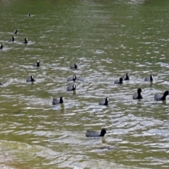 Fulica atra at Greenway, ACT - 2 Nov 2018